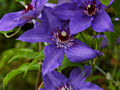 Clematis King Sing Blue IMG_4353 Powojnik